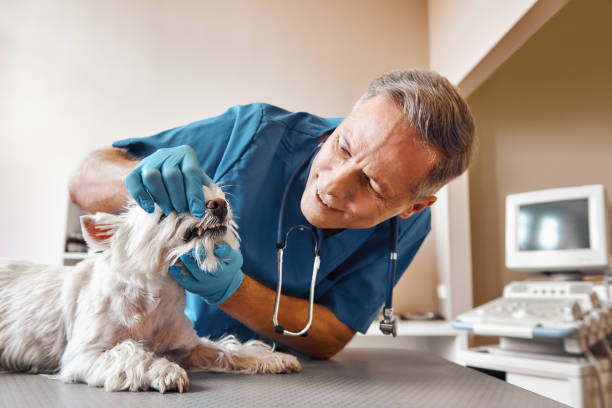 Best 24-Hour Emergency Dentist in Niantic, CT